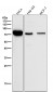 Anti-SAM68 Rabbit Monoclonal Antibody