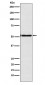 Anti-Engrailed 1 Rabbit Monoclonal Antibody