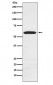 Anti-RAD23A Rabbit Monoclonal Antibody