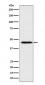 Anti-ApoA4 Rabbit Monoclonal Antibody