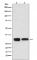 Anti-TF2B Rabbit Monoclonal Antibody