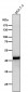 Anti-ADA Rabbit Monoclonal Antibody