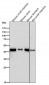 Anti-ADA Rabbit Monoclonal Antibody