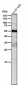 Anti-ACM2 Rabbit Monoclonal Antibody