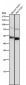 Anti-ACM2 Rabbit Monoclonal Antibody