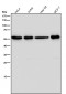 Anti-ACM2 Rabbit Monoclonal Antibody