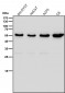 Anti-ACM2 Rabbit Monoclonal Antibody