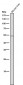 Anti-ACM2 Rabbit Monoclonal Antibody