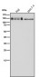 Anti-CARD11 Rabbit Monoclonal Antibody