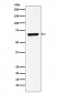 Anti-STXBP1 Rabbit Monoclonal Antibody