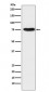 Anti-TRAP1 Rabbit Monoclonal Antibody