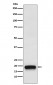 Anti-VEGFB Rabbit Monoclonal Antibody