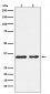 Anti-CSNK1A1 Rabbit Monoclonal Antibody