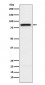 Anti-SLAMF1 Rabbit Monoclonal Antibody