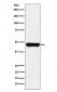 Anti-RCC1 Rabbit Monoclonal Antibody