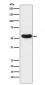 Anti-CHRNA5 Rabbit Monoclonal Antibody