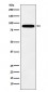 Anti-Tbx3 Rabbit Monoclonal Antibody