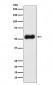 Anti-Thromboxane synthase Rabbit Monoclonal Antibody