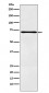 Anti-LOX12 Rabbit Monoclonal Antibody