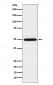 Anti-TIP49A Rabbit Monoclonal Antibody
