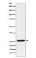 Anti-EBI3 Rabbit Monoclonal Antibody