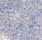 Anti-MCM4 Rabbit Monoclonal Antibody