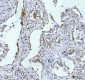 Anti-IMP2 Rabbit Monoclonal Antibody