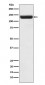 Anti-ZNF217 Rabbit Monoclonal Antibody