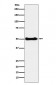 Anti-CSK Rabbit Monoclonal Antibody