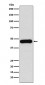 Anti-DNAJA1 Rabbit Monoclonal Antibody