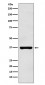 Anti-PIM2 Rabbit Monoclonal Antibody