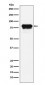 Anti-PLTP Rabbit Monoclonal Antibody