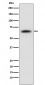Anti-SENP2 Rabbit Monoclonal Antibody