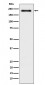 Anti-WRN Rabbit Monoclonal Antibody