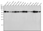 Anti-DLDH Rabbit Monoclonal Antibody