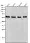 Anti-DLDH Rabbit Monoclonal Antibody