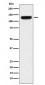 Anti-PER3 Rabbit Monoclonal Antibody