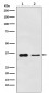 Anti-PDLIM1 Rabbit Monoclonal Antibody