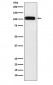 Anti-SERCA1 ATPase Rabbit Monoclonal Antibody