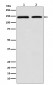 Anti-DNA Polymerase gamma Rabbit Monoclonal Antibody