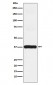 Anti-Arp2 Rabbit Monoclonal Antibody