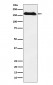 Anti-NAIP Rabbit Monoclonal Antibody