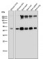 Anti-ESRRG Rabbit Monoclonal Antibody