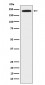 Anti-DOCK2 Rabbit Monoclonal Antibody