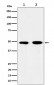Anti-eIF3e Rabbit Monoclonal Antibody