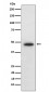 Anti-Wnt5b Rabbit Monoclonal Antibody