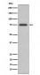 Anti-ABI2 Rabbit Monoclonal Antibody