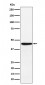 Anti-HLA F Rabbit Monoclonal Antibody