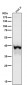 Anti-Phospho-IKB alpha (S36) Rabbit Monoclonal Antibody