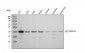 Anti-Phospho-PDHA1 (S293) Rabbit Monoclonal Antibody